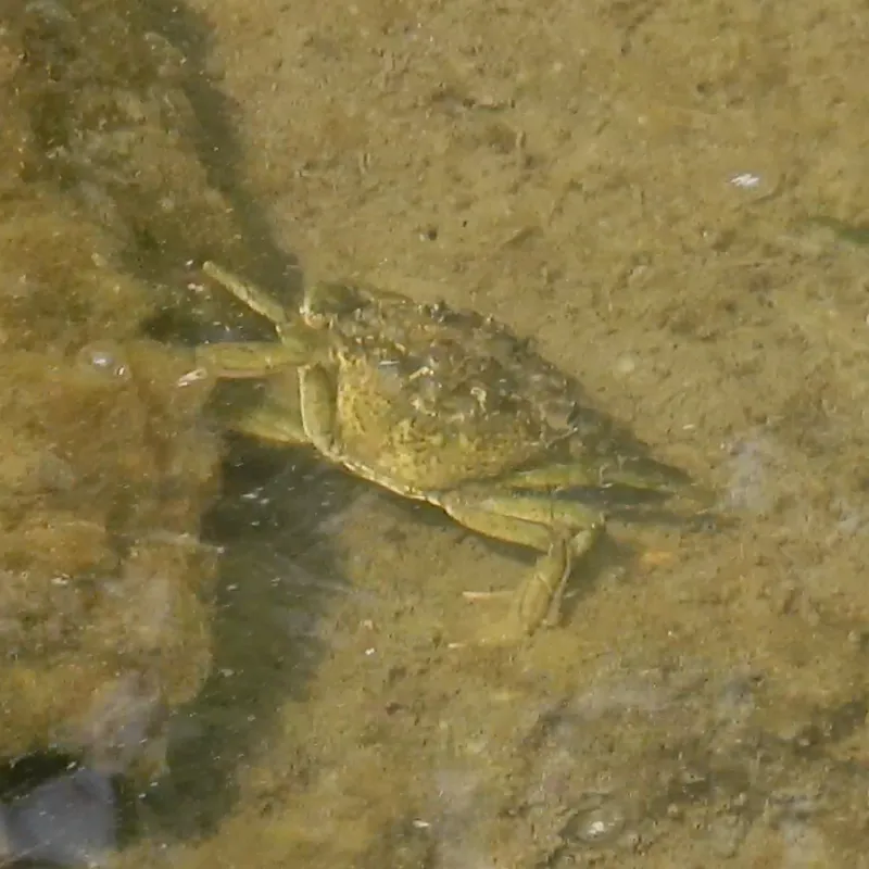 Mediterranean Green Crab (Carcinus aestuarii)