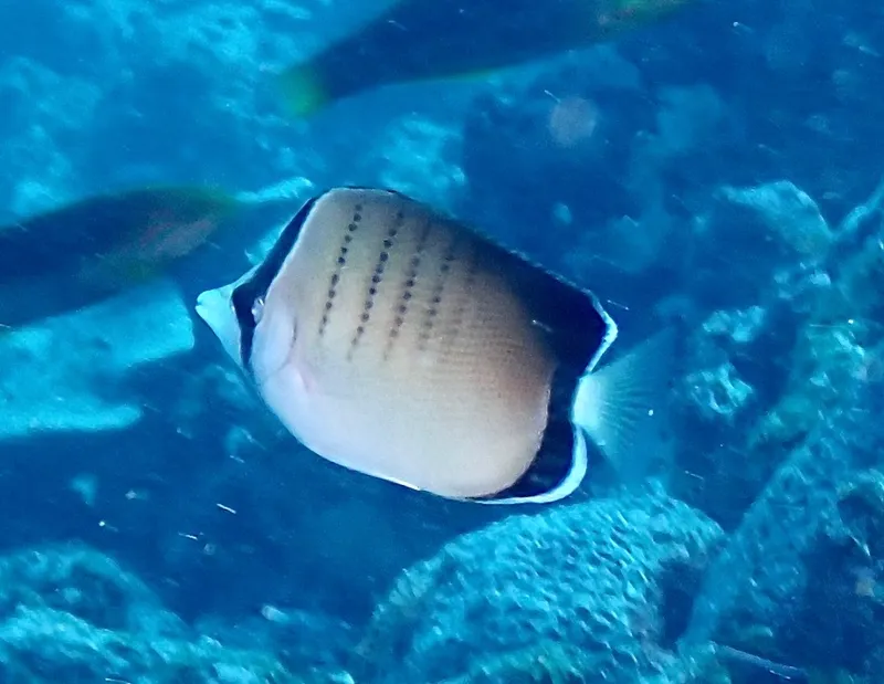 Assarius Butterflyfish (Chaetodon assarius)
