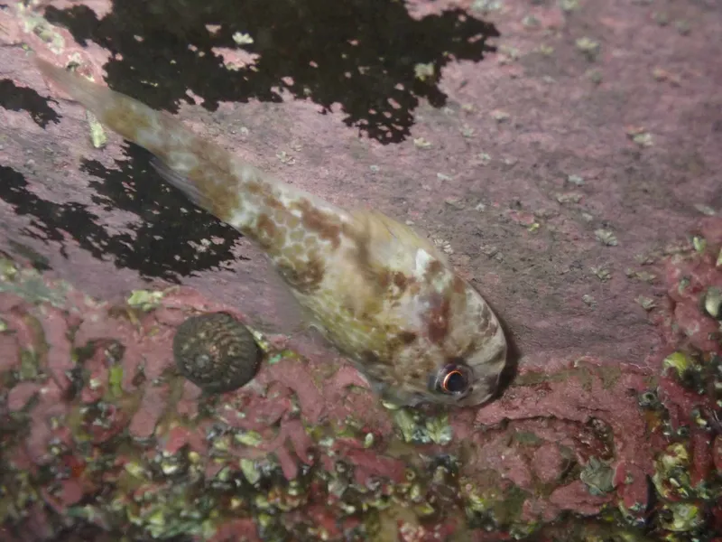 Clingfish (Arcos nudus)