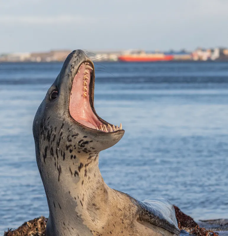 Leopard Seal (Hydrurga leptonyx)