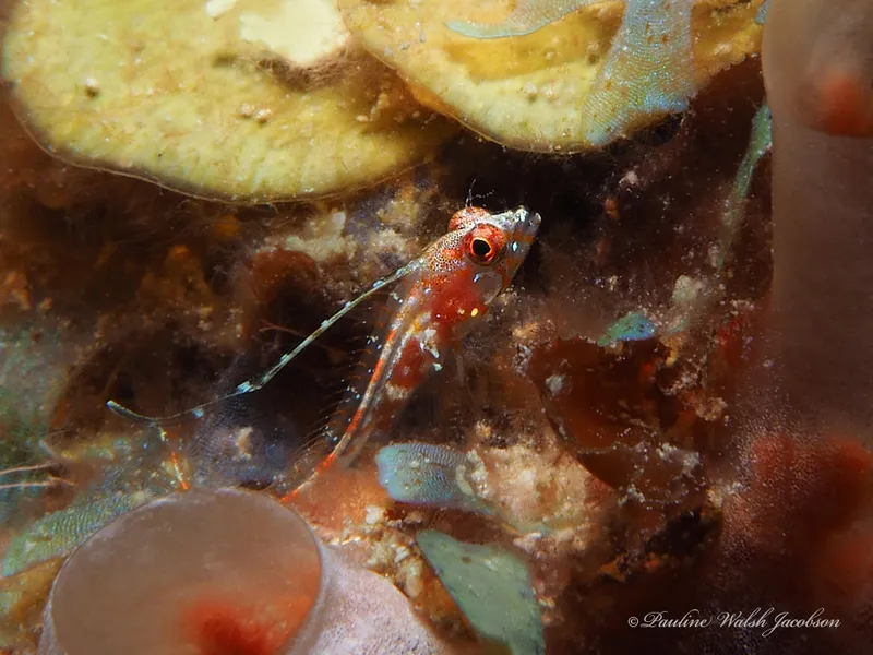 Filament Blenny (Emblemaria hyltoni)