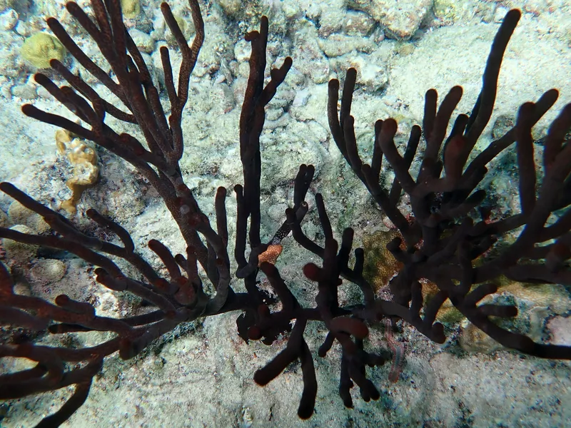 Black Sea rod (Plexaura homomalla)