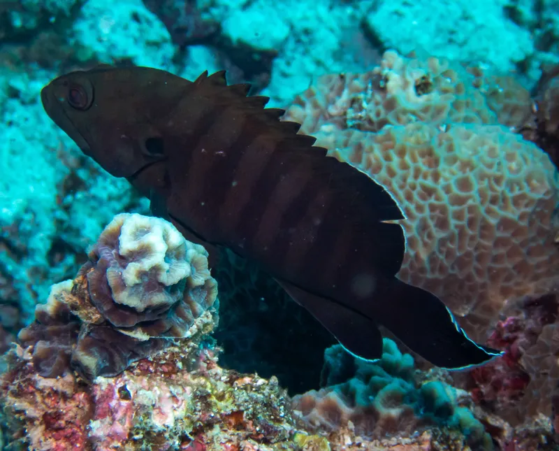 Chocolate Hind (Cephalopholis boenak)