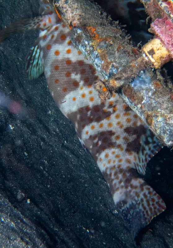 Bleeker's Grouper (Epinephelus bleekeri)
