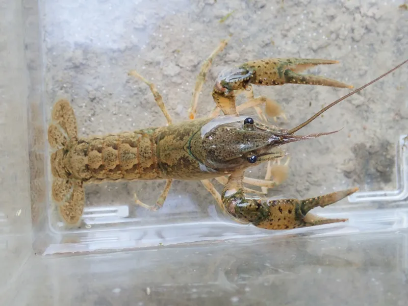 Calico Crayfish (Faxonius immunis)