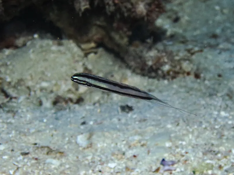 Doublepore Fangblenny (Meiacanthus ditrema)