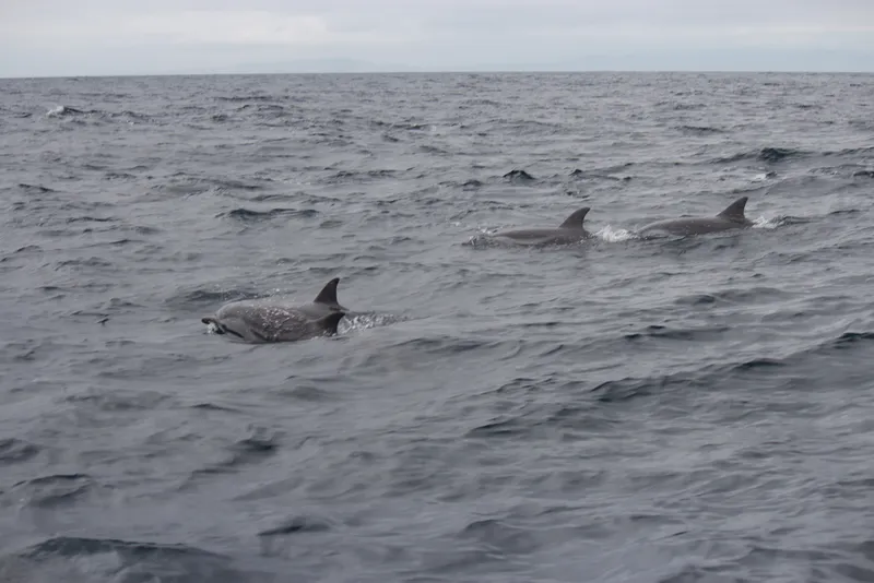 Blue Dolphin (Stenella coeruleoalba)