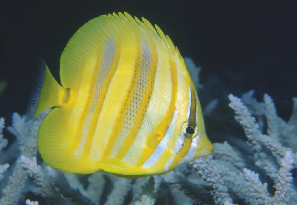 Rainford's Coralfish (Chaetodon rainfordi)