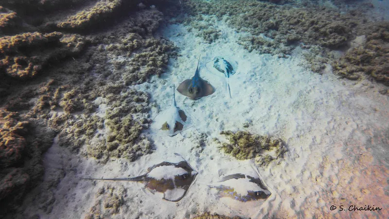 Marbled Stingray (Dasyatis marmorata)