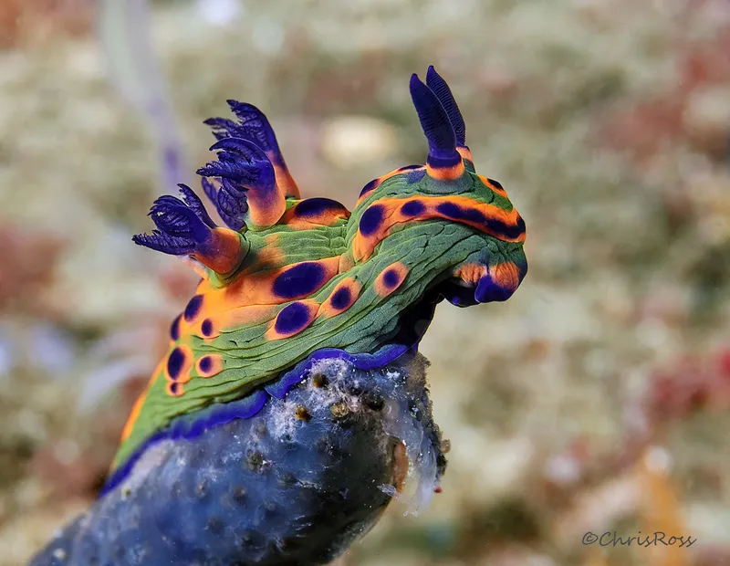 Donut Nembrotha (Nembrotha rosannulata)