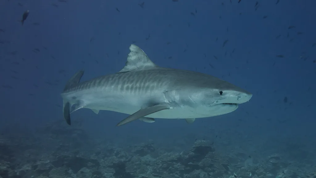 Tiger Shark (Galeocerdo cuvier)