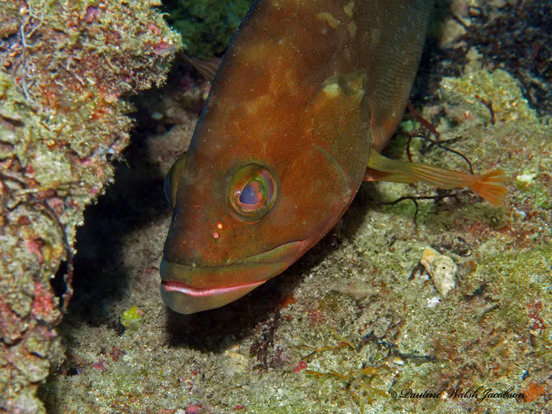 Deer Hamlet (Epinephelus morio)