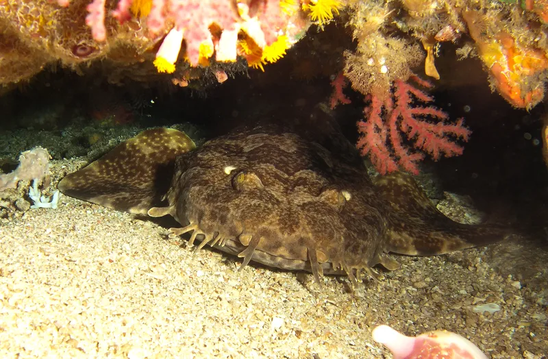 Wobbegong (Orectolobus leptolineatus)