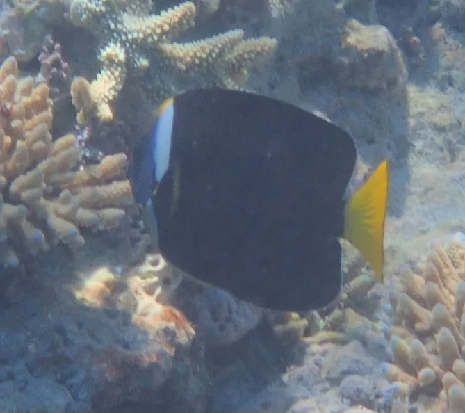 Meredith's Angelfish (Chaetodontoplus meredithi)