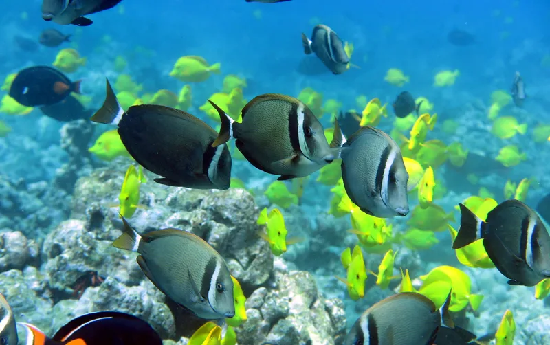 Head-Band Surgeonfish (Acanthurus leucopareius)