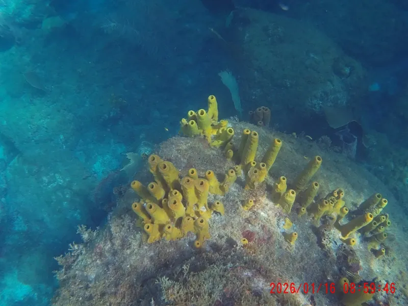 Candle Sponge (Aplysina fistularis)