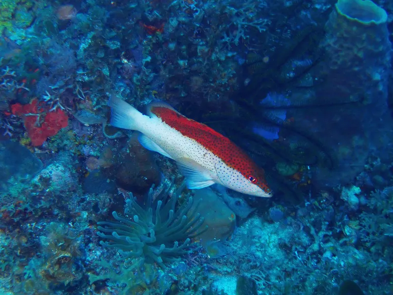 Coney (Cephalopholis fulva)