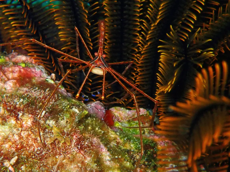 Arrow Crab (Stenorhynchus seticornis)