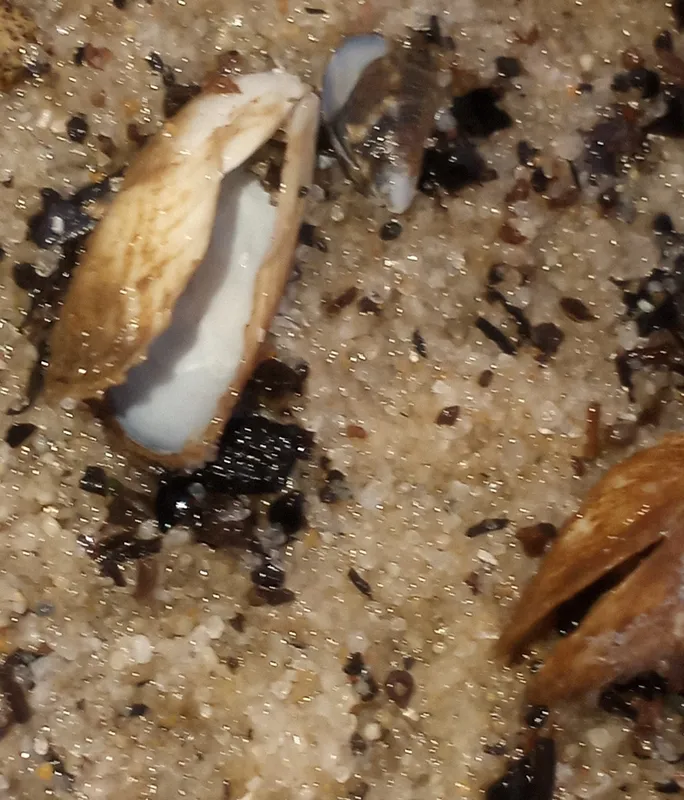 Brackish water mussel (Mytilopsis leucophaeata)