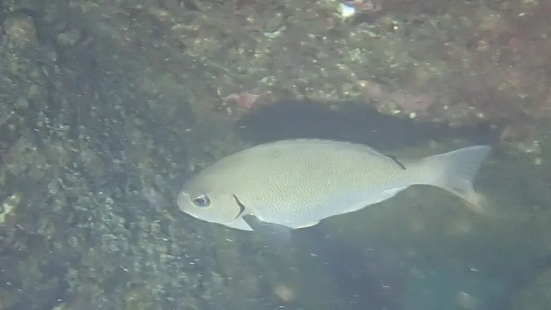 Blackedge Nibbler (Girella leonina)