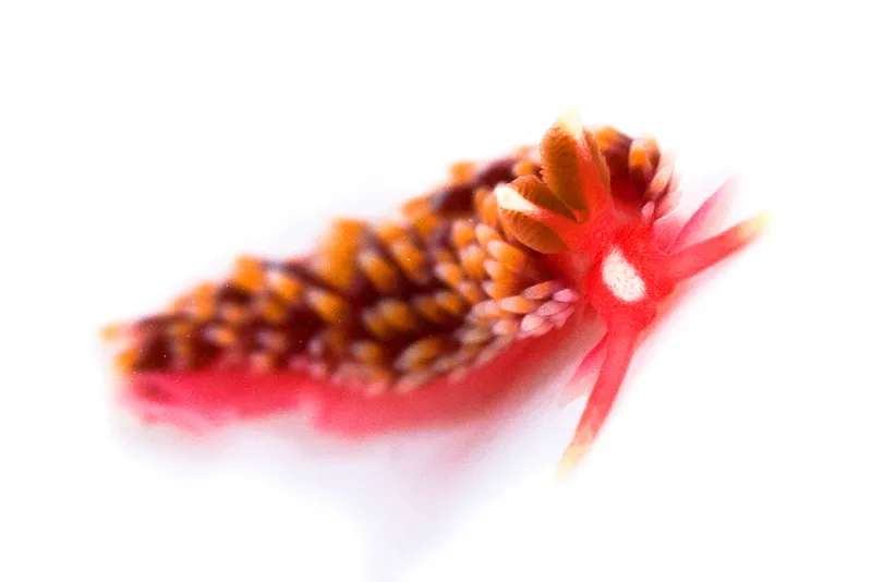 Single-Stalk Aeolis (Babakina festiva)