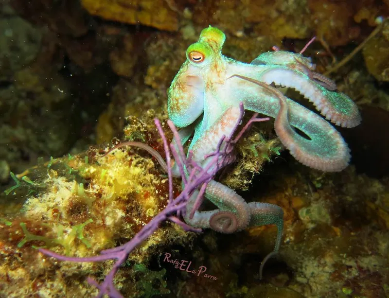 Caribbean Reef Octopus (Octopus briareus)