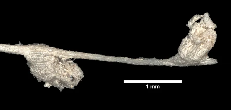 Chrysogorgia fewkesii