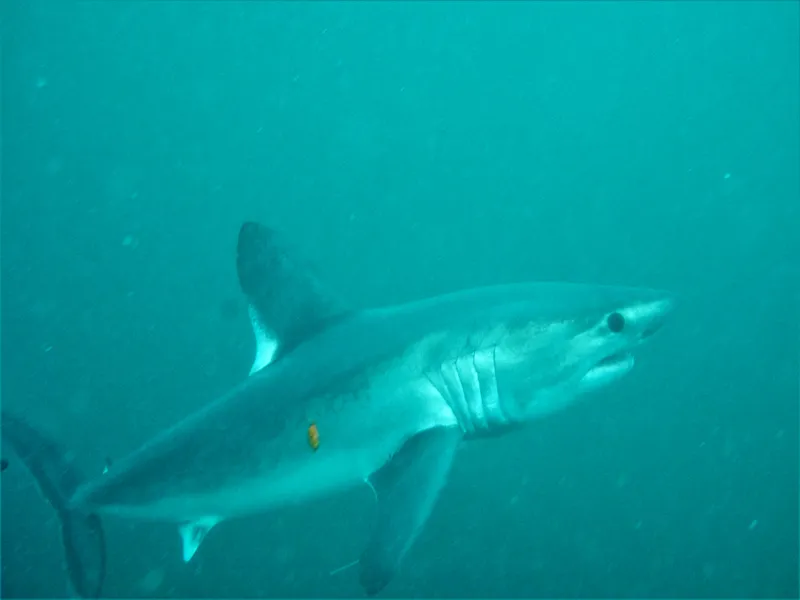 Porbeagle (Lamna nasus)