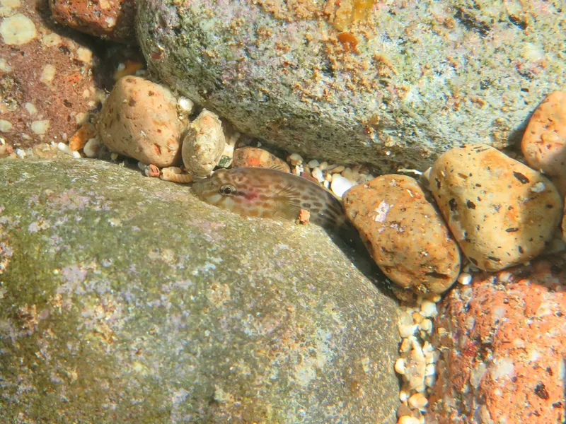 Blackfinned Clingfish (Gobiesox nigripinnis)