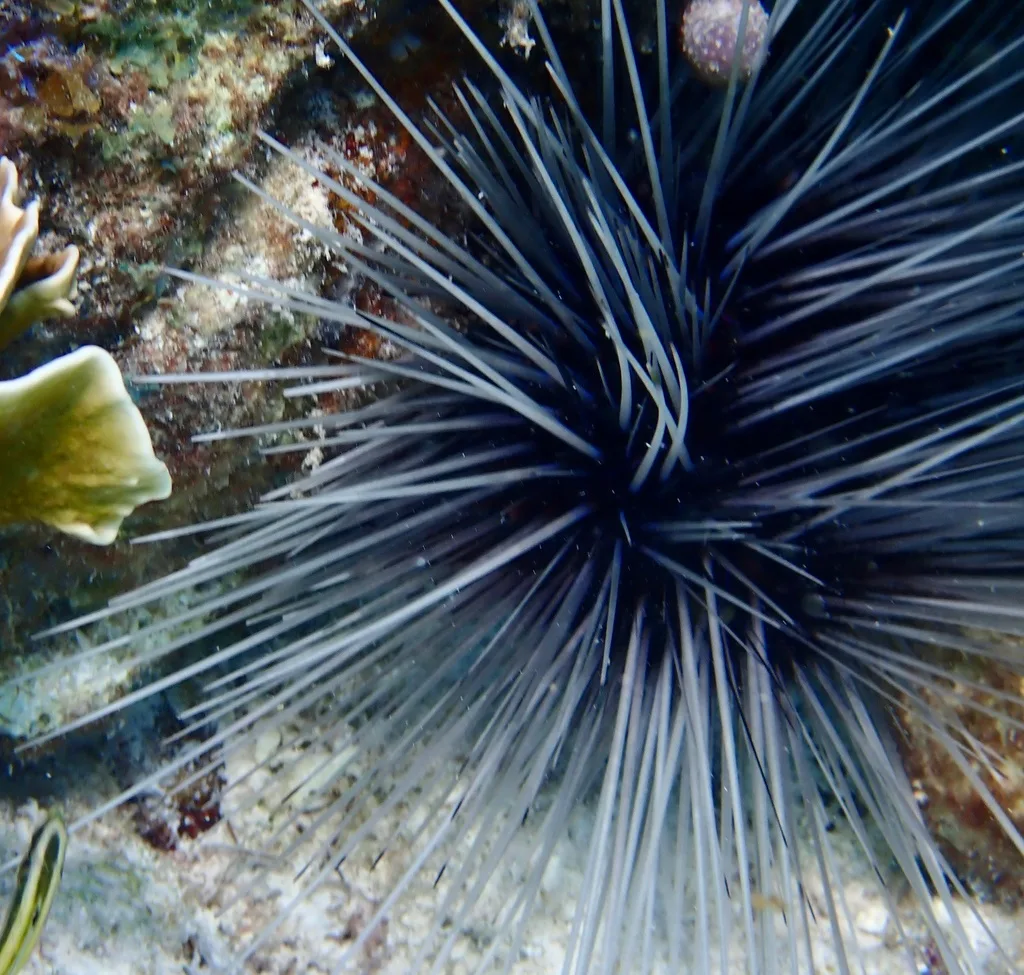 Spiny Urchin (Diadema antillarum)