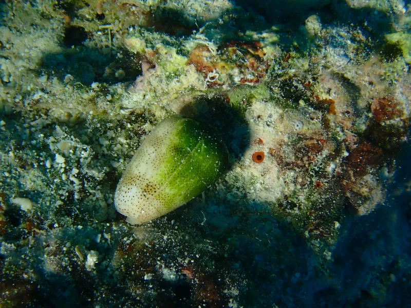 Sand-Dusted Cone (Conus arenatus)