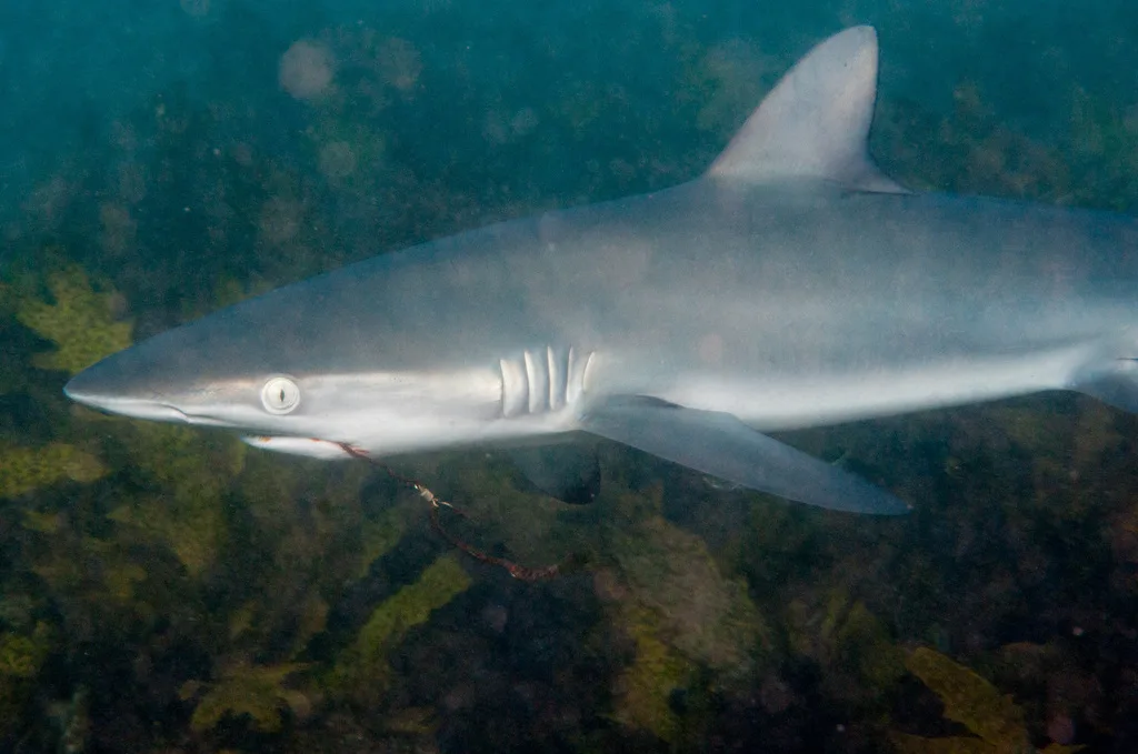 Dusky Shark (Carcharhinus obscurus)
