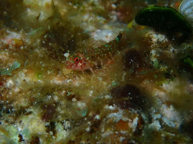 Roughhead Triplefin (Enneanectes boehlkei)