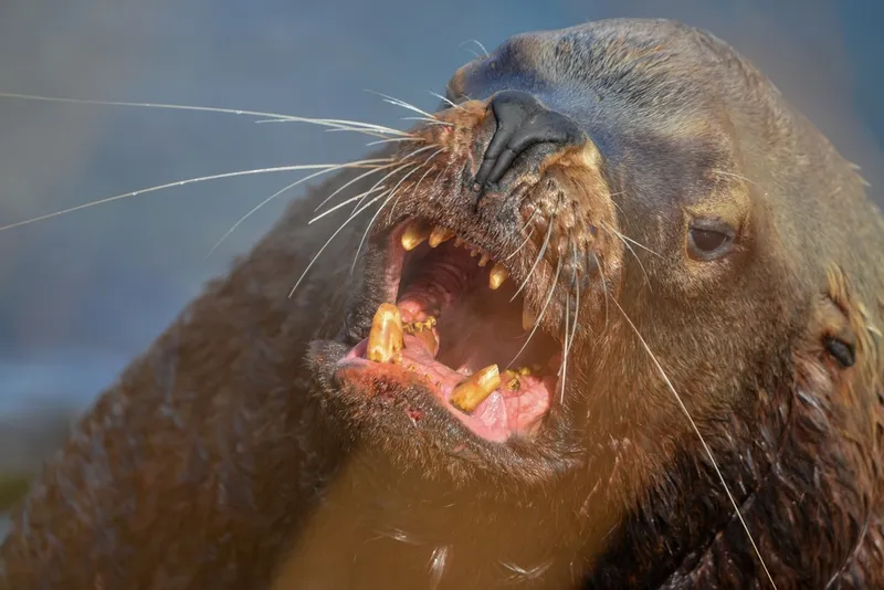 Northern Sea Lion (Eumetopias jubatus)
