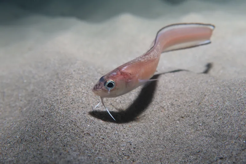 Roche's Snake Blenny (Ophidion rochei)