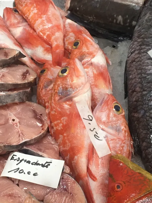 Blackbelly Rosefish (Helicolenus dactylopterus)