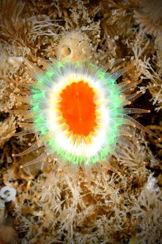 Devonshire Cup Coral (Caryophyllia (Caryophyllia) smithii)