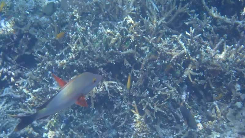 Humpback Snapper (Lutjanus gibbus)