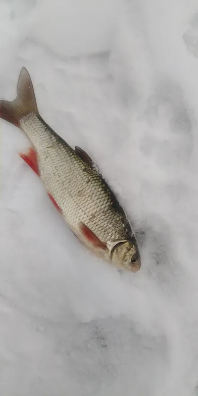 Golden orfe (Leuciscus idus)