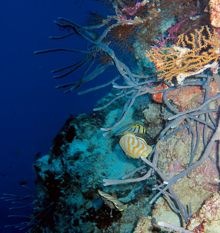 Scrawled Butterflyfish (Chaetodon meyeri)
