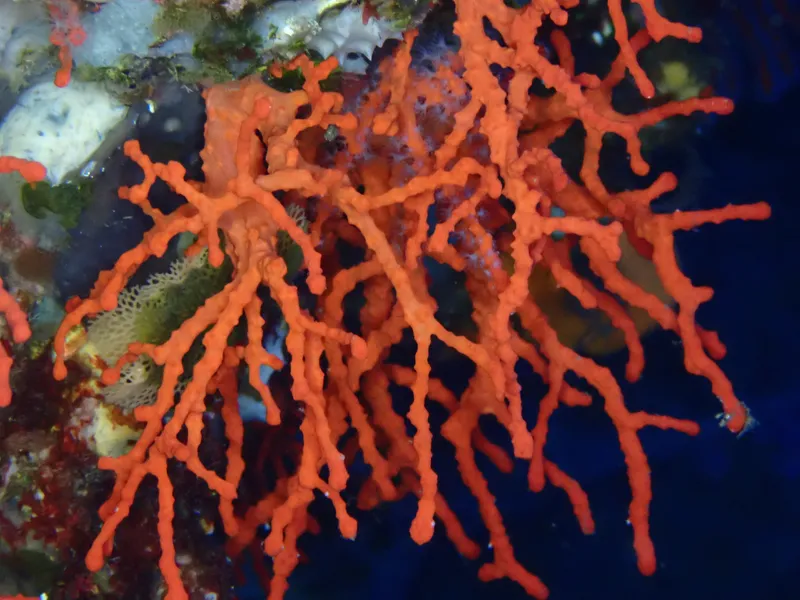 Precious Coral (Corallium rubrum)