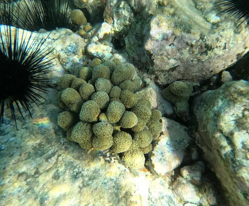 Ten-Ray Star Coral (Madracis decactis)