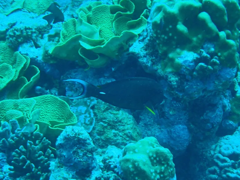 Pale-Lipped Surgeonfish (Acanthurus leucocheilus)