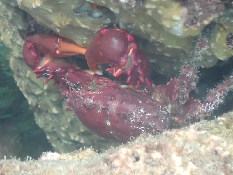 Paved Clinging Crab (Amphithrax verrucosus)