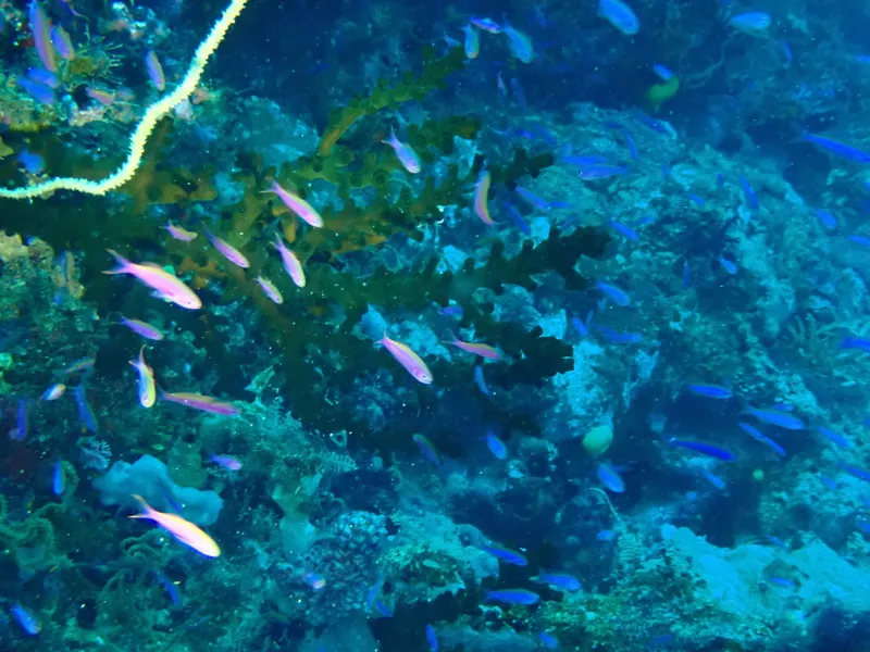 Waite's Splitfin (Luzonichthys waitei)