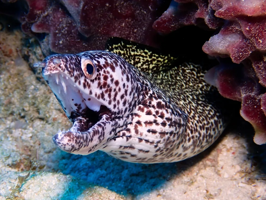 Spotted Moray (Gymnothorax moringa)