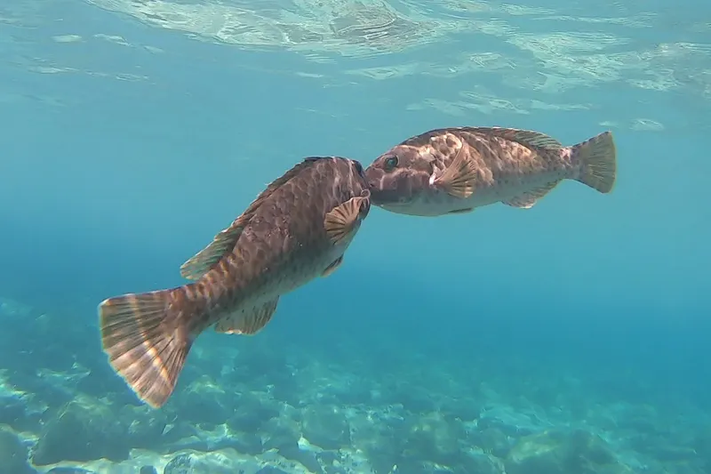 European Parrotfish (Sparisoma cretense)
