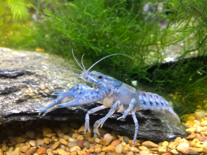 American crayfish (Faxonius limosus)