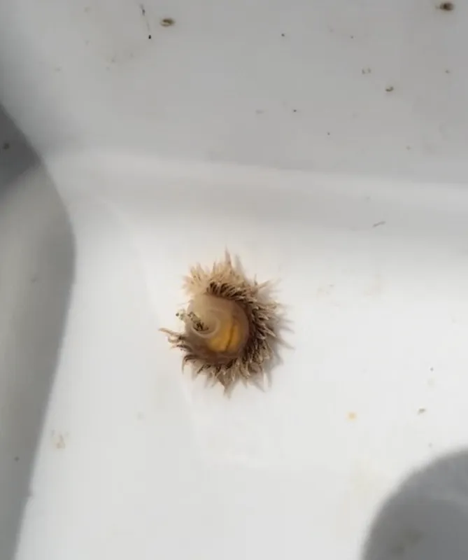 Glassy Janolus (Janolus hyalinus)