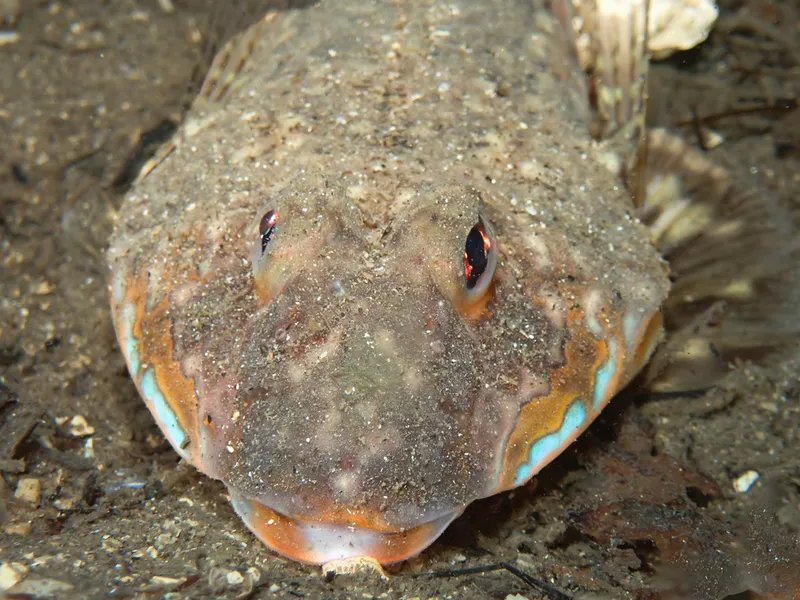Common Dragonet (Callionymus lyra)